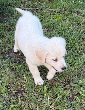 Golden Retriever Welpen