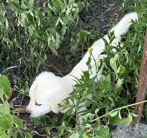 Golden Retriever Welpen
