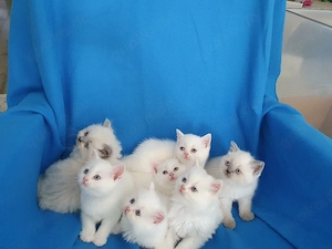 Bkh-Mix Kitten 