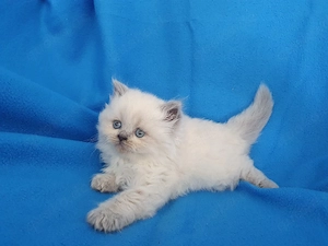 Bkh-Perser Mix Kitten 