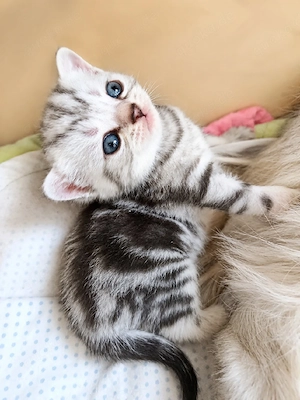 bkh kitten reinrassig Whiskas blau Schnee point rote Getiegert 