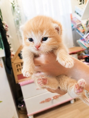 Kitten reinrassig BKH rote , Whiskas, weiß Schnee 