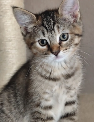 Maine Coon  Mix Kitten 10 und 11 Wochen 