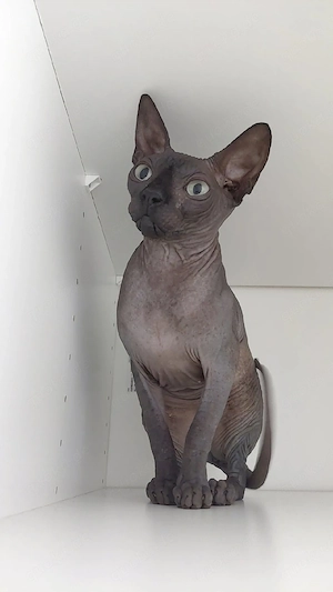 Katze Sphynx 