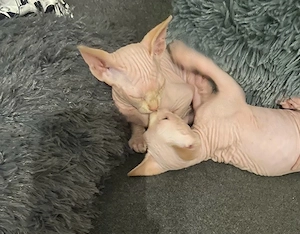 Canadian Sphynx Kitten