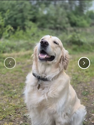 Golden Retriever - Australian Sheperd Welpen