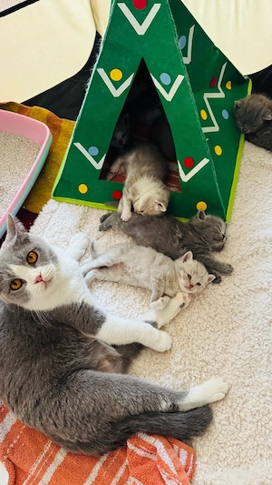 Bkh Kitten