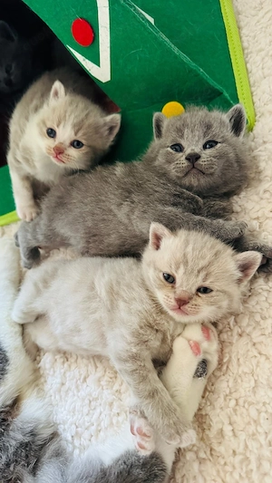 Bkh Kitten