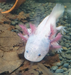 Axolotl Jungtiere in Berlin 