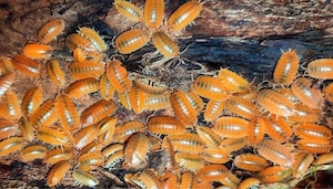 Porcellionides pruunosus orange "Kubaner"
