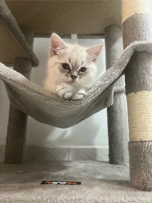 Lieber junger Kater (geb. 24.03.) sucht neues Zuhause