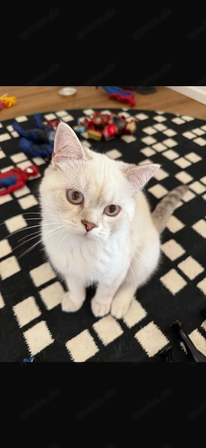        Zwei unserer Katzen suchen ein neues liebevolles Zuhause 