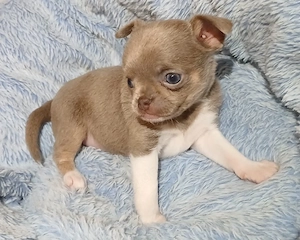 Kurzhaar Chihuahua Welpe Hündin 