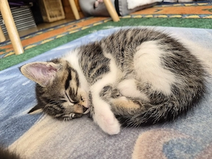 Main Coon Mix Kitten nur noch der Kater da