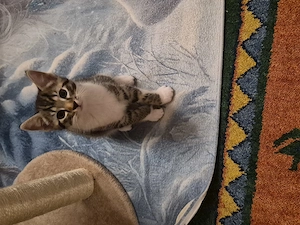 Main Coon Mix Kitten