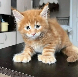 Zwei bezaubernde reinrassige Maine-Coon-Kätzchen (ein Männchen und ein Weibchen)