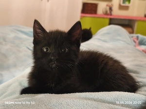2 Katerchen (14 Wochen), nur zusammen, geimpft, gechipt, Aids Leukose neg., verschmust, mögen Hunde