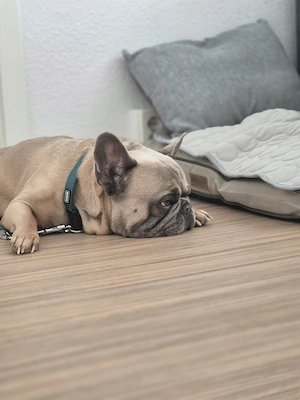 Tony (7 Jahre) sucht sein Für-immer-Zuhause.   