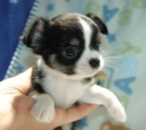 Chihuahua welpen