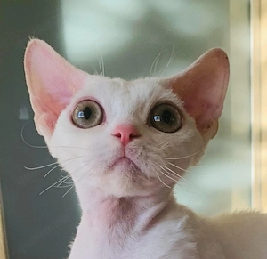 Kleiner weißer Devon Rex Kater Rafael 