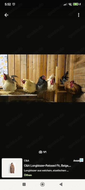 4 grosse Hähne abzugeben 