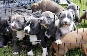 Amerikanische Pitbull-Terrier-Welpen