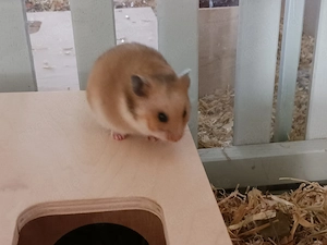 Goldhamster Teddyhamster Satinhamster Bild 4