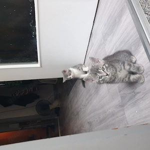 Reine bkh_kittenkurzhaar 