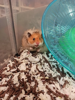 Goldhamster Teddyhamster Satinhamster Bild 5