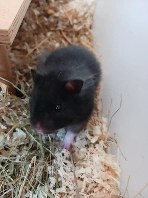 Goldhamster Teddyhamster Satinhamster Bild 6