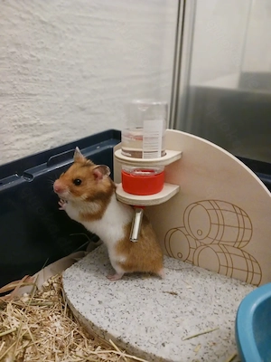 Goldhamster Teddyhamster Satinhamster Bild 2