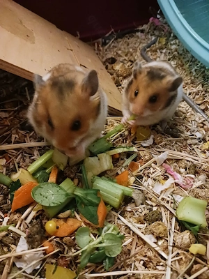 Goldhamster Teddyhamster Satinhamster Bild 3