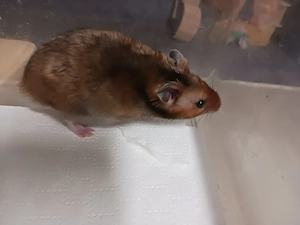 Goldhamster Teddyhamster Satinhamster Bild 8