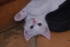 Kater weiß TAUB und gesund Kitten Katzenbaby