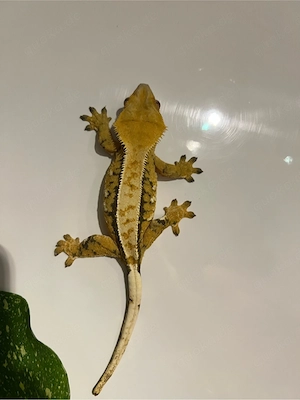 Kronengecko 0.1 Correlophus ciliatus