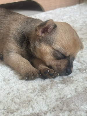 Chihuahua Welpen