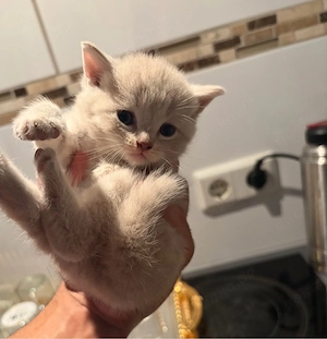 Baby katzen