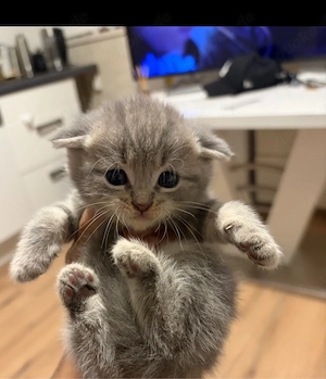 Baybe Katze 
