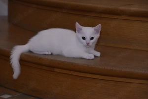 Katzenbaby Kater reinweiß Kitten