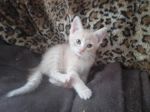 Lebendige Americanshorthairmixkätzchen Bild 10