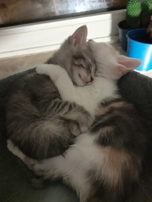Lebendige Americanshorthairmixkätzchen Bild 4