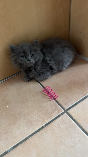 Blh Bkh Kitten