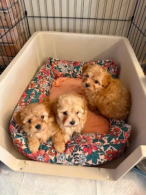 Wunderschöne Maltipoo-Welpen 