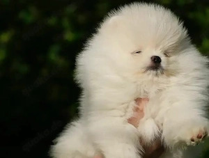 Zwergspitz-Pomeranian welpen