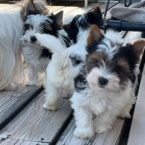Ausgezeichnete Yorkshire-Terrier-Welpen zur kostenlosen Adoption 