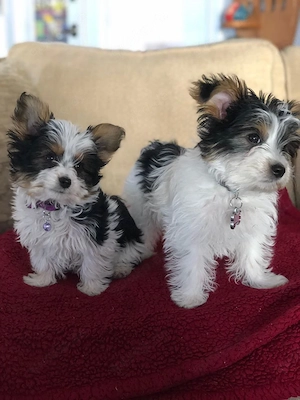 Kostenlose Yorkshire-Terrier-Welpen 