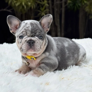 Die Welpen sind daher Französische Bulldoggen der F1b-Generation Es sind vier Hündinnen und drei Rüd