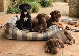 Deutsche Doggen Welpen aus US Linie
