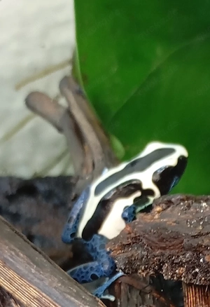 7 Dentrobartes tinctorius oyapock abzugeben 