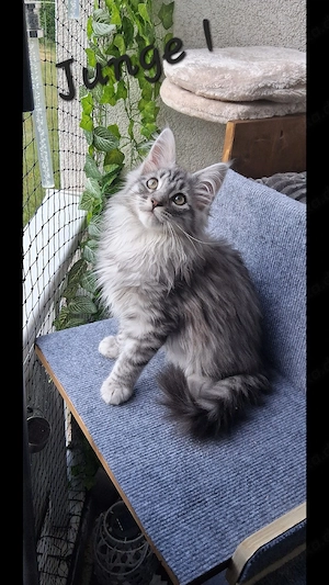 Meine coon kitten 